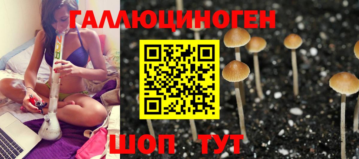 Камышлов  Галлюциногенные грибы Cubensis  закладки  Вход с VPN 