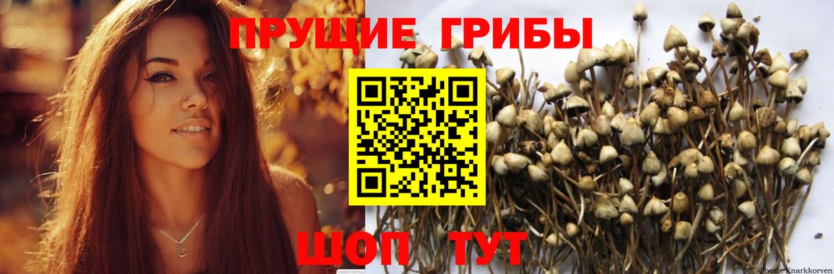 Псилоцибиновые грибы прущие грибы Камышлов